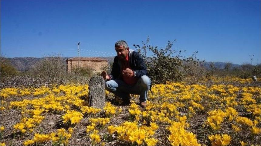 Mezarlık &Ccedil;i&ccedil;ek A&ccedil;tı