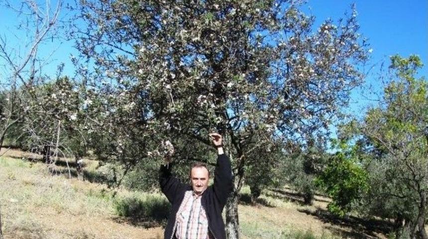 Havran&rsquo;da Ahlatlar &Ccedil;i&ccedil;ek A&ccedil;tı