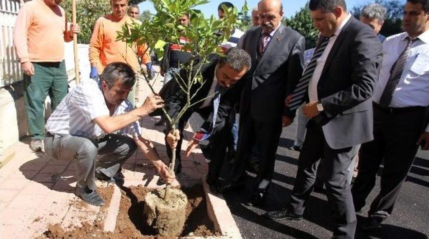 Çukurova’da Turunç Dikimine Başlandı