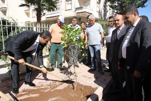 Çukurova’da Turunç Dikimine Başlandı