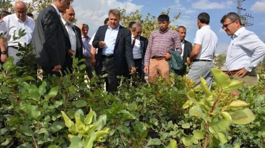 Yuntdağı&rsquo;na Yaklaşık 50 Bin Antep Fıstığı Fidanı Dağıtılacak