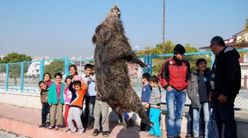 Yaban Domuzu Şehre İndi