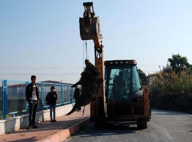 Yaban Domuzu Şehre İndi 3