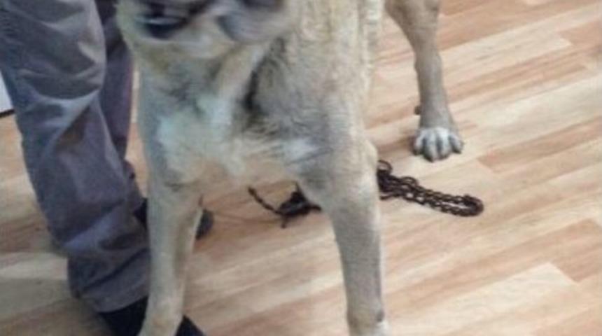 Kahraman Avukat K&ouml;peğe İşkence Anlarını Anlattı