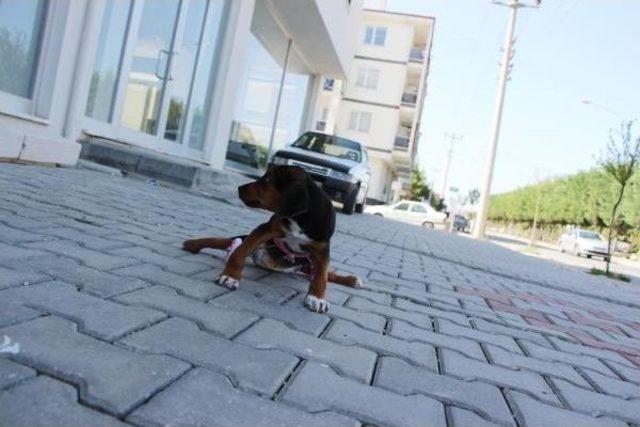 Sokakta Bulduğu Felçli Yavru Köpeği Yaşattı