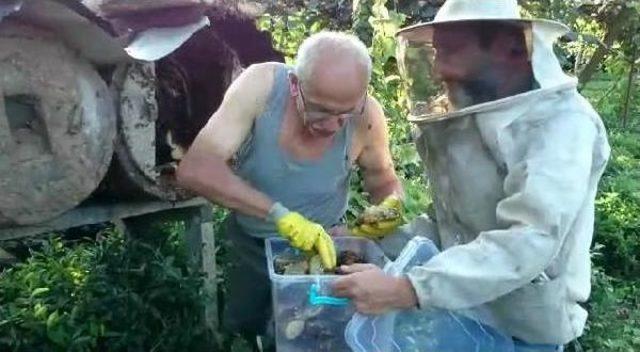 Rizeli &Ccedil;ılgın Arıcı Kovana Elini Soktu, Bal Sağdı 2