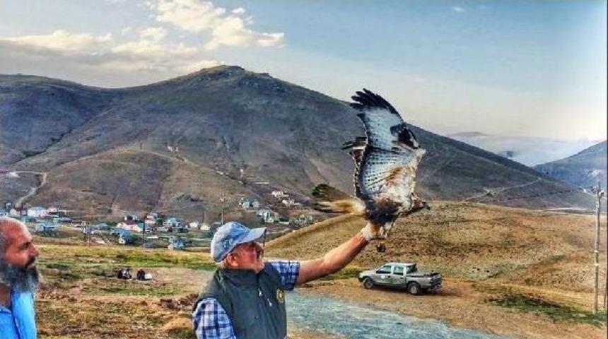 Yaralı Şahin Tedavi Sonrası Doğaya Salındı