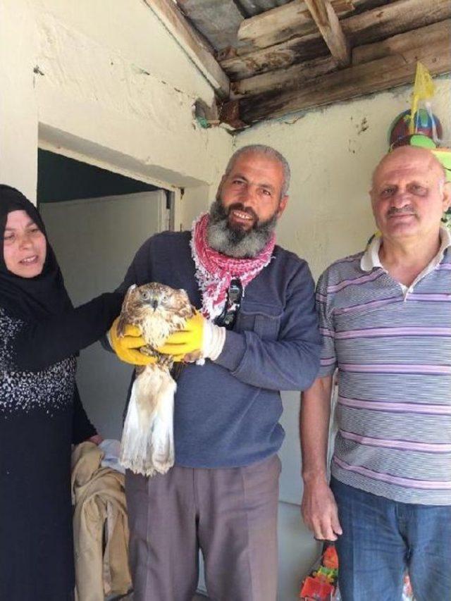 Yaralı Şahin Tedavi Sonrası Doğaya Salındı