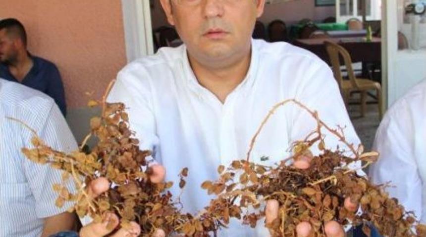 Chp'li &Ouml;zel'den, Bakan Fakıbaba'ya Kuru &Uuml;z&uuml;m Fiyatı Tepkisi