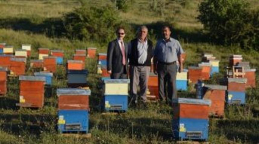 Karadeniz Arıcılarına Cazip Şeker Projesi