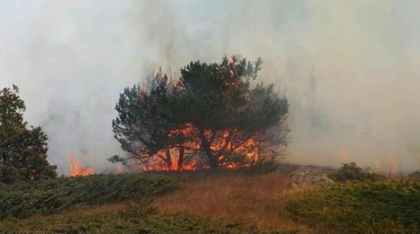 Sivas'ta Orman Yangını