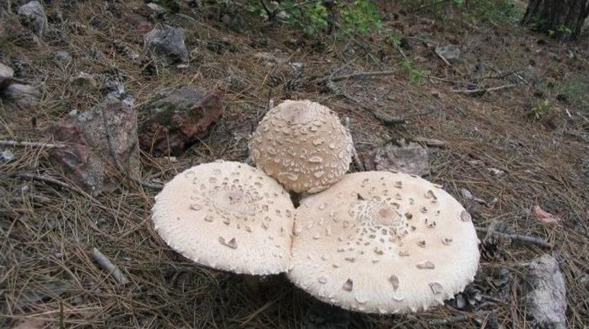 Orman B&ouml;lge M&uuml;d&uuml;r&uuml; Ateş&rsquo;ten Mantar Uyarısı