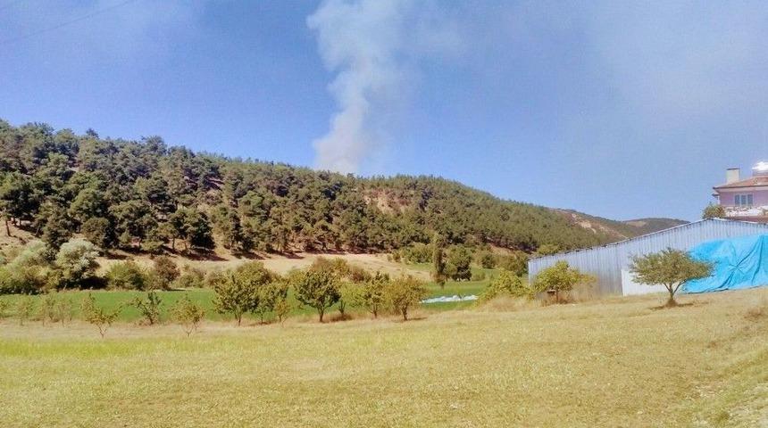Bursa’da Orman Yangını Çıktı