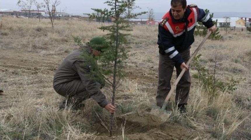 Kulu Jandarması 526 Sedir Fidanını Toprakla Buluşturdu
