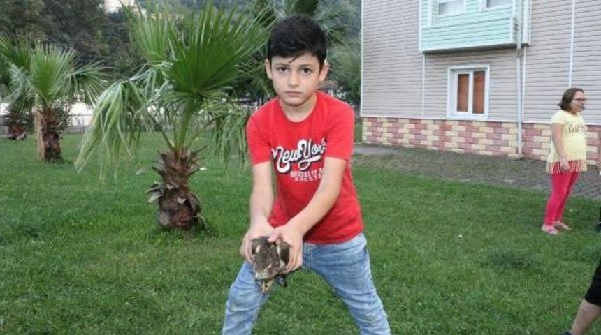 3 &Ccedil;ocuk, Yaralı Şahini Belediye G&ouml;revlilerine Teslim Etti