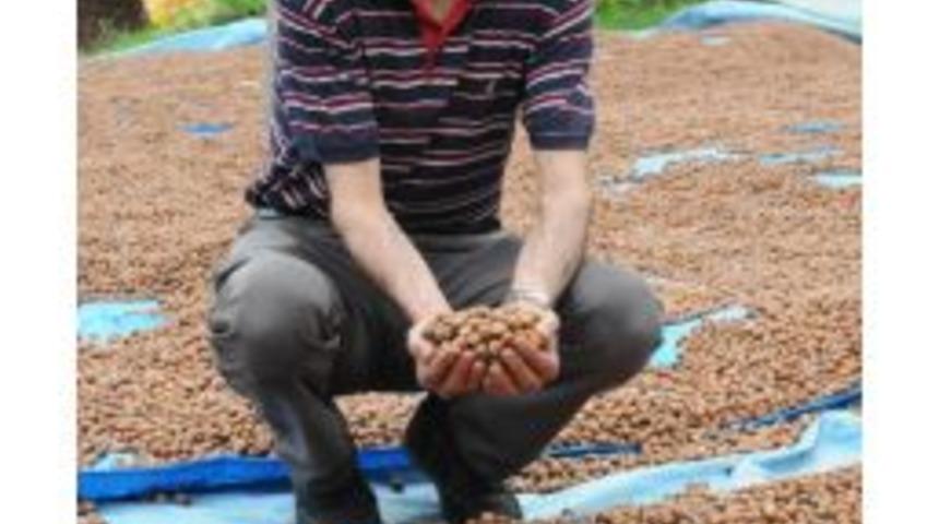 Giresun Ziraat Odası Başkanı, Fındıkta Rekabet Kurumu'nu G&ouml;reve &Ccedil;ağırdı