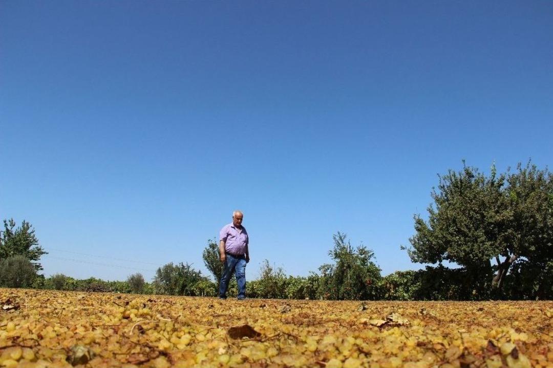 &Uuml;z&uuml;m &Uuml;reticisinde Hayal Kırıklığı