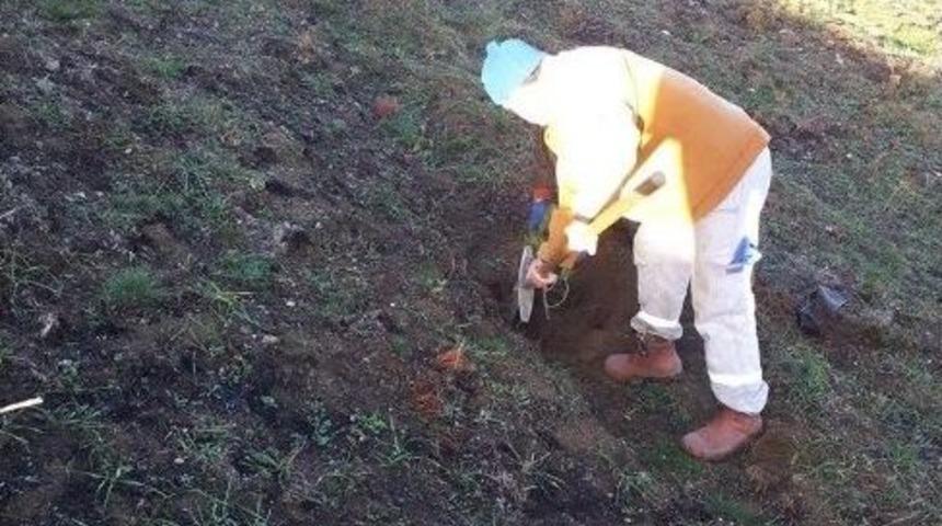 Yanan &Ccedil;amların Yerine Yenisini Dikildi