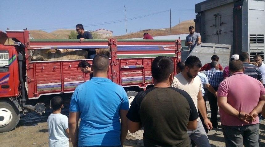 Tuzluca&rsquo;da Gen&ccedil; &Ccedil;ift&ccedil;i Projesi Kapsamında 16 &Ccedil;ift&ccedil;iye 96 Adet B&uuml;y&uuml;kbaş Hayvan Dağıtıldı