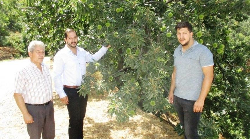 &Ouml;demiş Kestanesi Almanya&rsquo;da G&ouml;r&uuml;c&uuml;ye &Ccedil;ıkacak