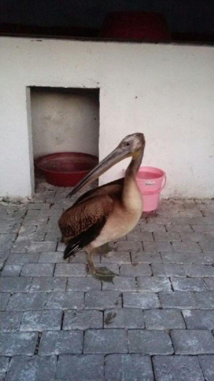 İznik'te Kahverengi Pelikan Sürprizi