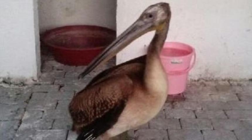 İznik'te Kahverengi Pelikan S&uuml;rprizi