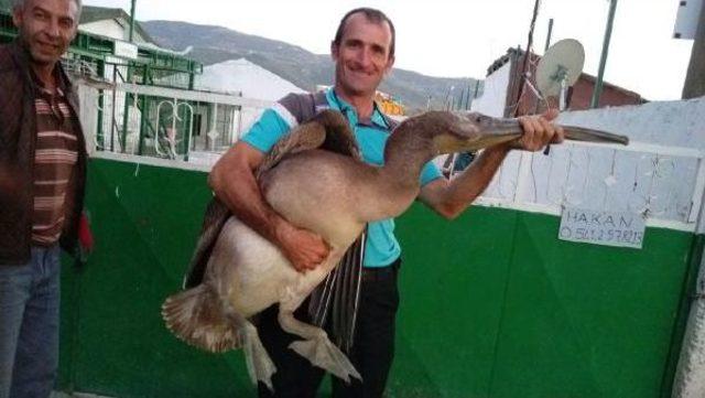 İznik te Kahverengi Pelikan Sürprizi 1