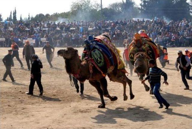 Hayvansever Avukatlardan, Deve Güreşlerinin İptali İçin Dava