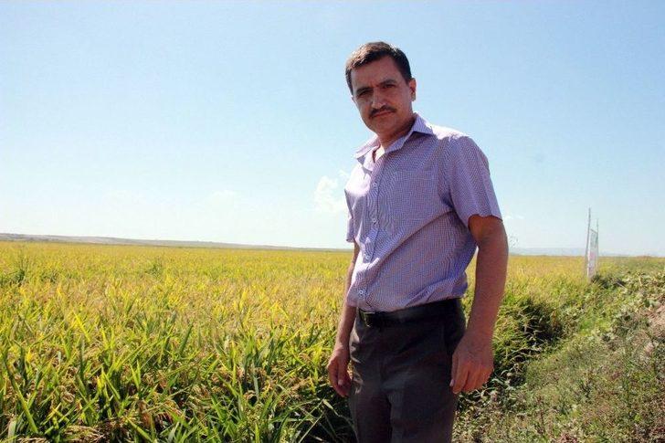 Edirne’de Çeltik Hasadı Törenle Başladı G1