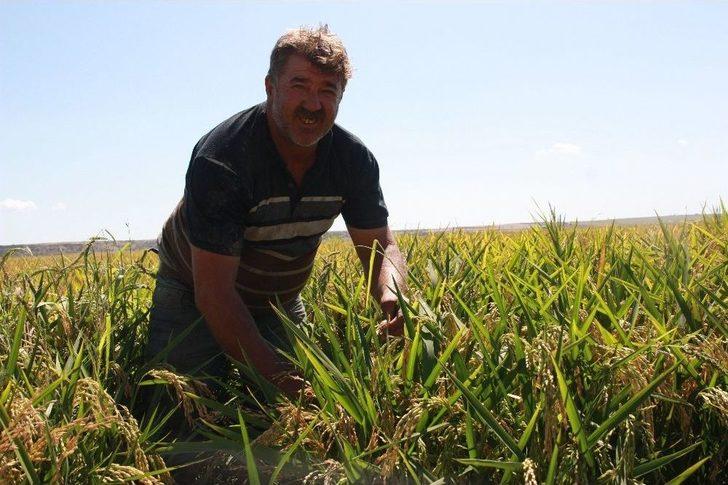 Edirne’de Çeltik Hasadı Törenle Başladı G2