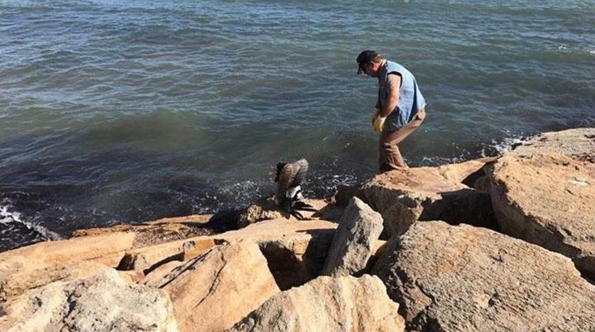 Edirne&rsquo;de Yaralı Pelikan Seferberliği