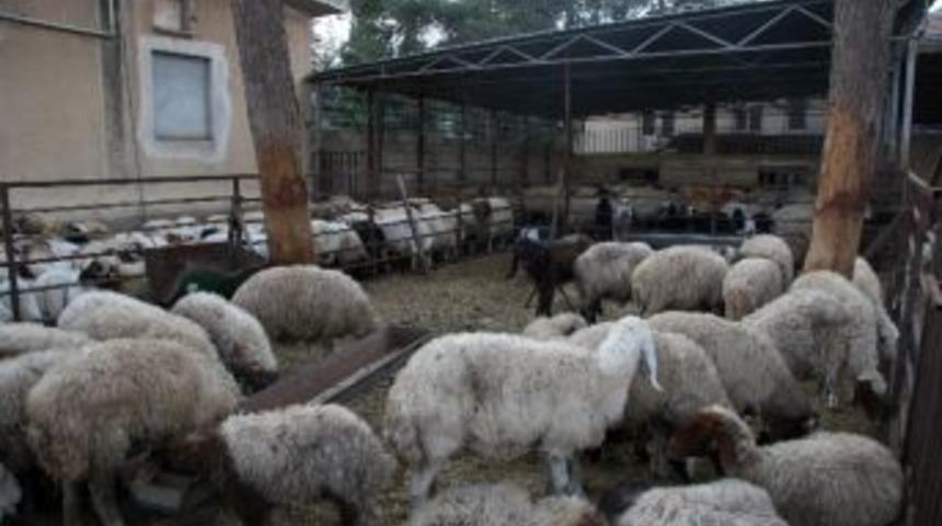 Sınırda 80 Adet Ka&ccedil;ak K&uuml;&ccedil;&uuml;kbaş Hayvan Yakalandı