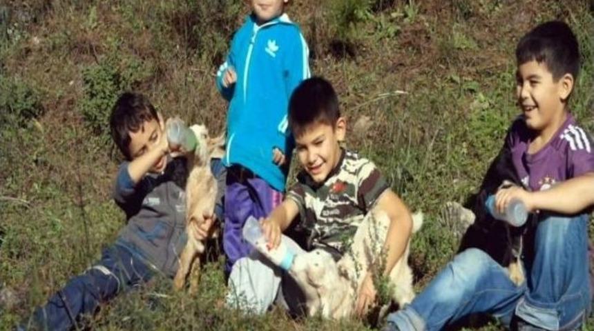 Marmaris&rsquo;te &rsquo;mantıs&rsquo; Cinsi Ke&ccedil;i D&ouml;rd&uuml;z Doğurdu