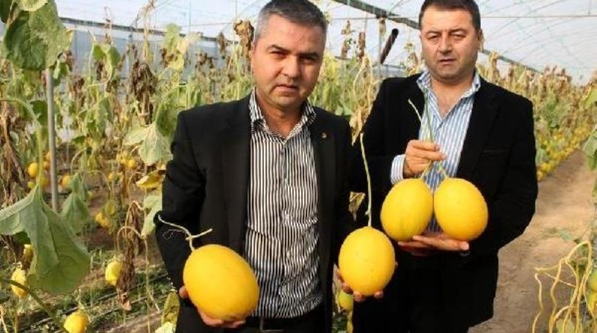 Serada Kış Kavunları