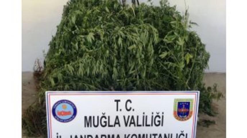 Ula’da Yasa Dışı Ekim Operasyonu