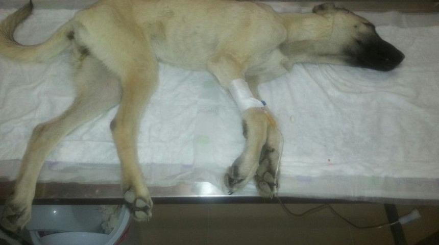 Hasta Sokak K&ouml;peği İ&ccedil;in Hayvanseverler Seferber Oldu