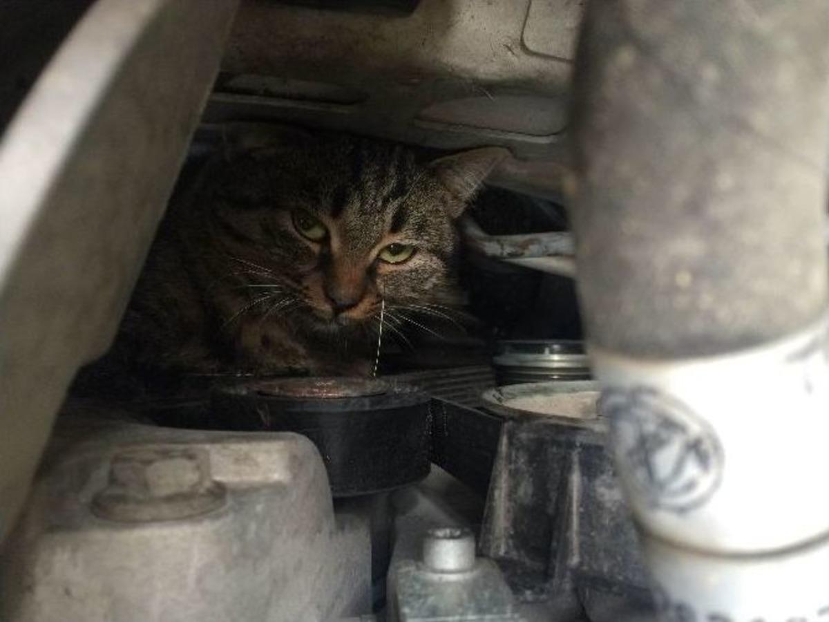 Van&rsquo;da Kedi Kurtarma Operasyonu