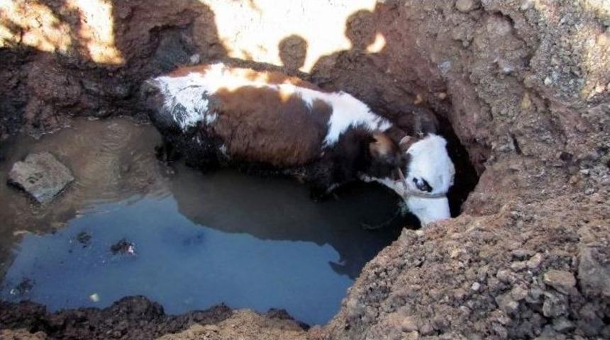 Kanalizasyon &Ccedil;ukuruna D&uuml;şen Buzağı Kep&ccedil;e İle Kurtarıldı