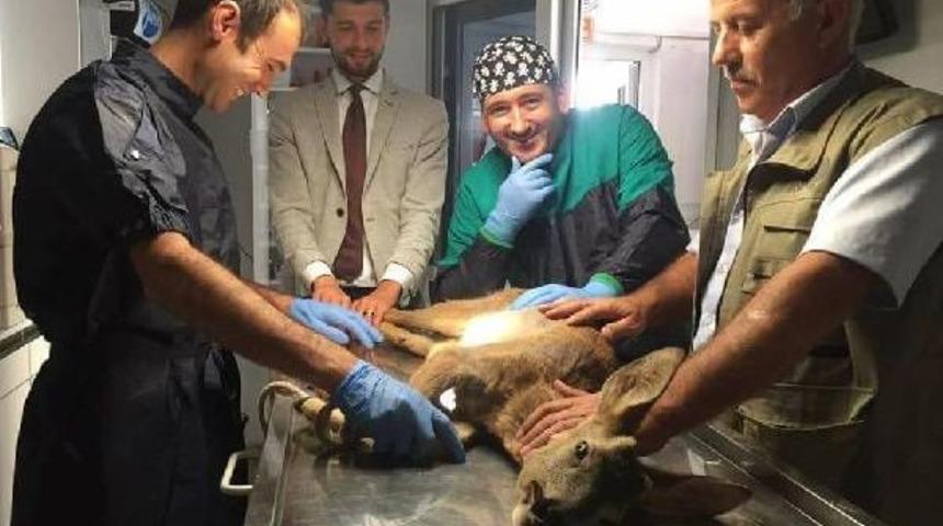 Yaralı Karaca Tedavi Edildi