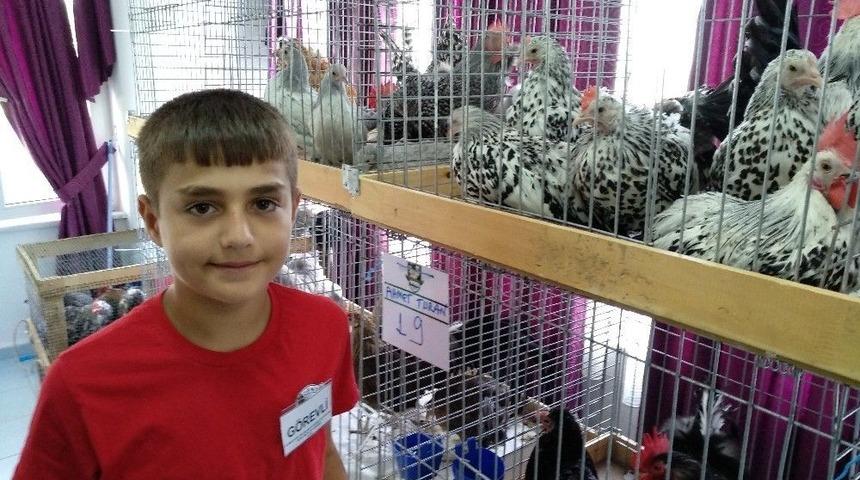 Lapseki&rsquo;de 5. Geleneksel Kanatlı Hayvan Mezadı Yapıldı