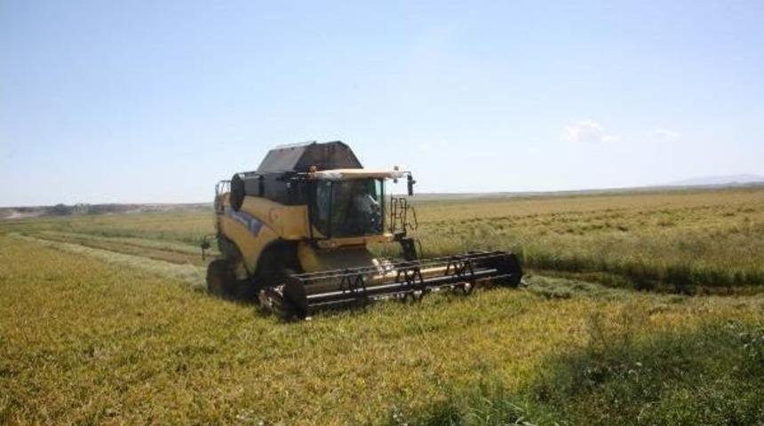 T&uuml;rkiye'nin &Ccedil;eltik Ambarında Hasat Başladı