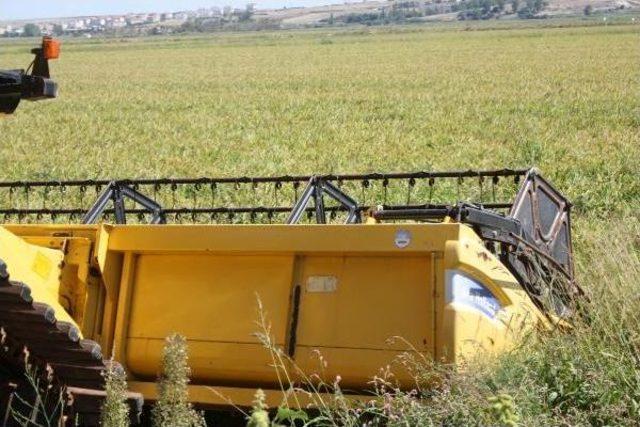 Türkiye'nin Çeltik Ambarında Hasat Başladı