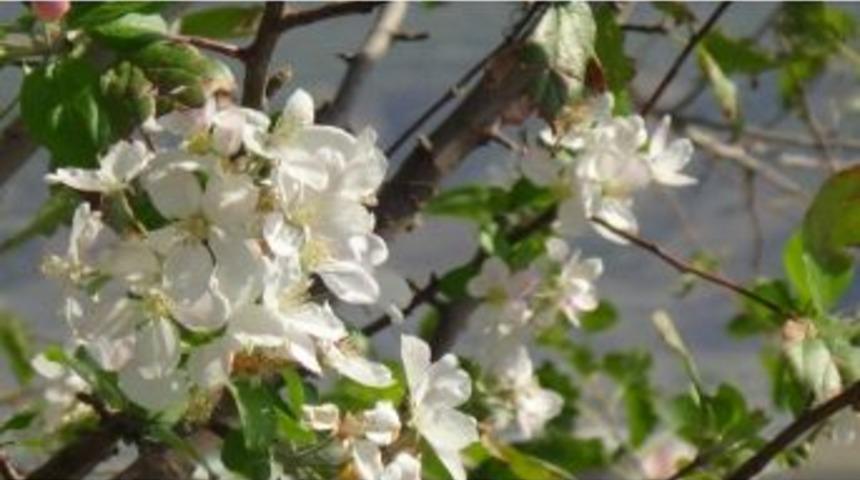 Kulp&rsquo;ta Elma Ağa&ccedil;ları &Ccedil;i&ccedil;ek A&ccedil;tı