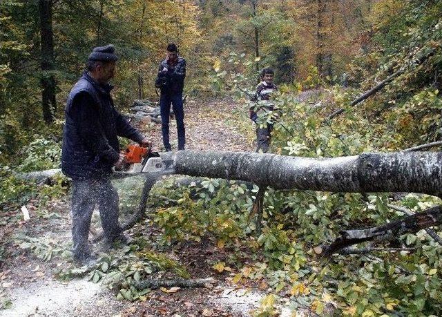 Kasfot Üyeleri Yenice Ormanlarında Foto Safari Yaptılar