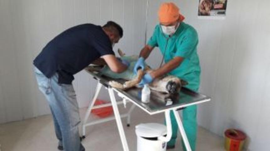 &Ouml;zg&uuml;ven: &ldquo;sokak Hayvanlarına Sahip &Ccedil;ıkıyoruz&rdquo;