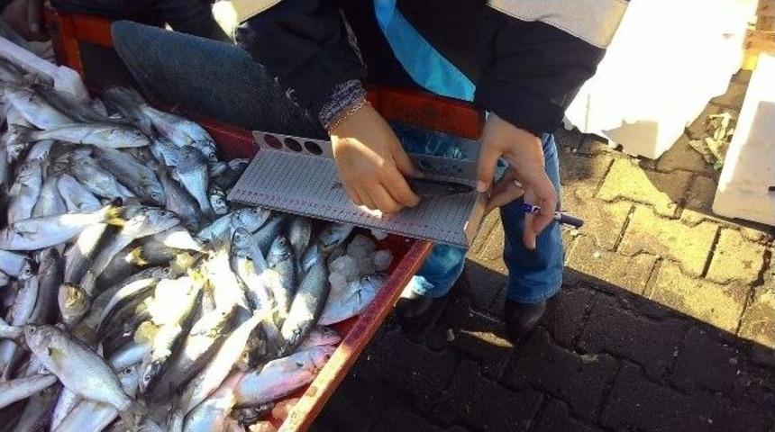 Zabıtadan Balık Denetimi