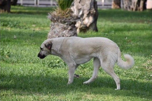 Sokak Hayvanlarına &Ccedil;ipli Takip 1