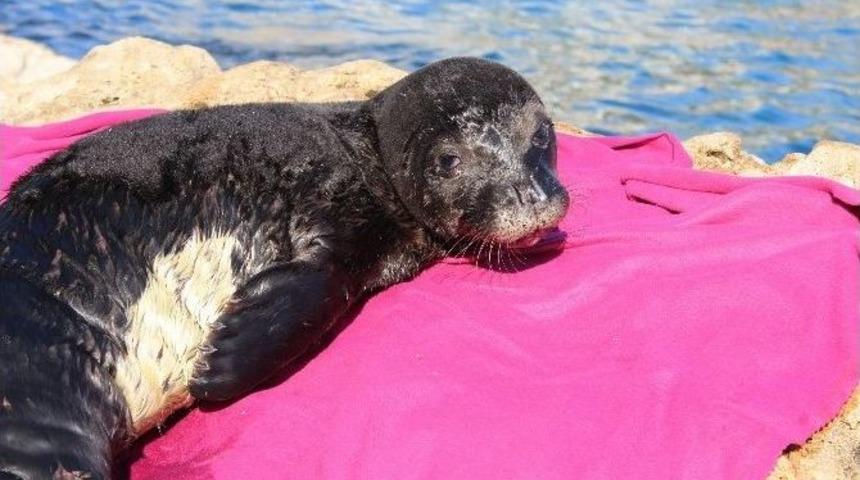 Antalya&rsquo;da Yaralı Akdeniz Foku Kıyıya Vurdu