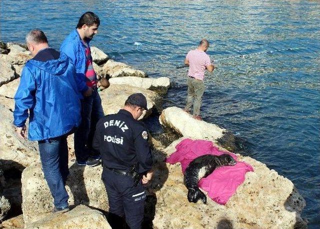 Antalya’da Yaralı Akdeniz Foku Kıyıya Vurdu