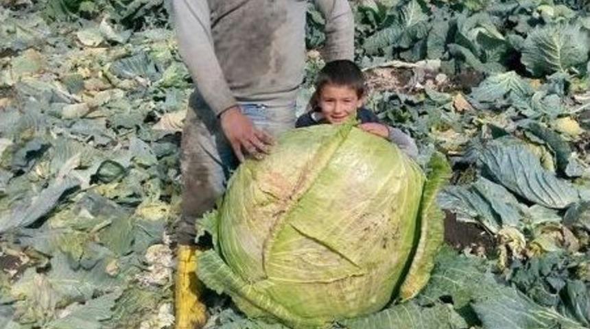 Pasinler Lahanasına B&uuml;y&uuml;k İlgi